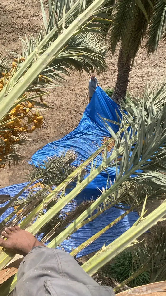 عمال نخل جميع الشغال انخل قطيع تنضيف وتفخاط وعدال وقطيع 7