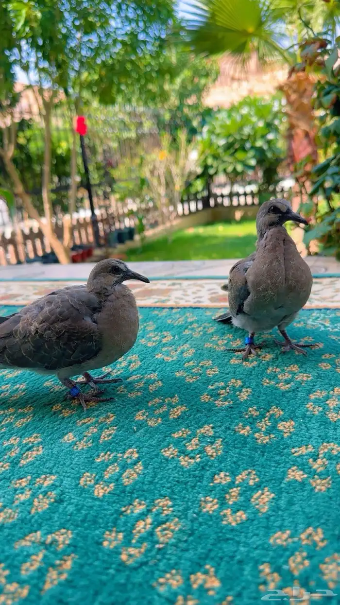 طبة قمري 0