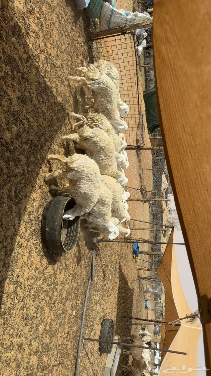 رخال حرش بفحلها فيها دفيع 1