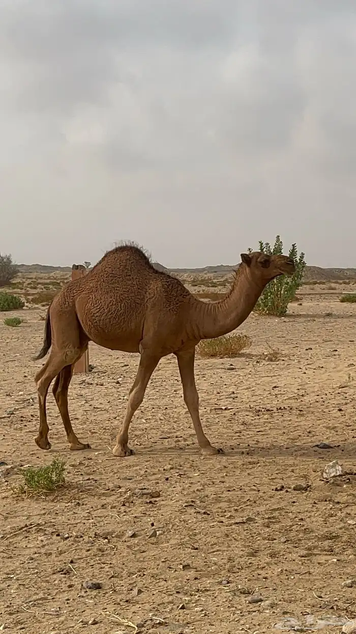 قعود مفرود للبيع 0