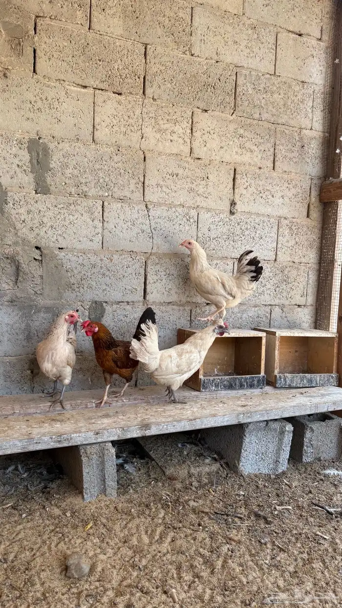 أربع دجاج و ديك 2