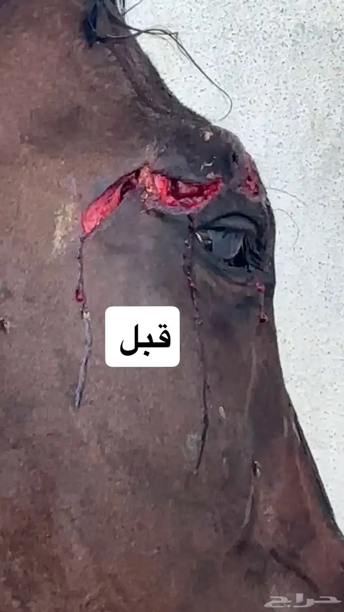 علاج جميع الجروح للخيل بدون خياطه ولا عمليه 2