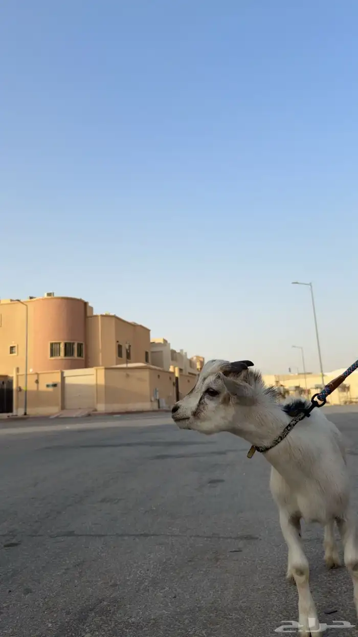 ماعز قزم 1