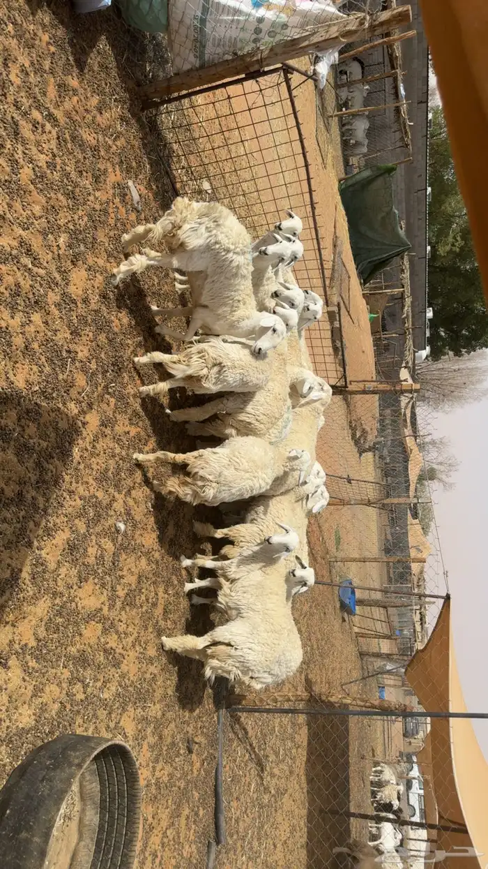 رخال حرش بفحلها فيها دفيع 0
