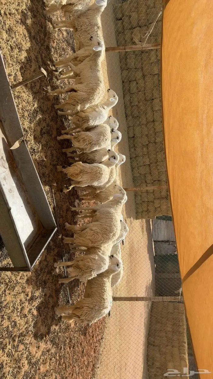 رخال حرش بفحلها فيها دفيع 6