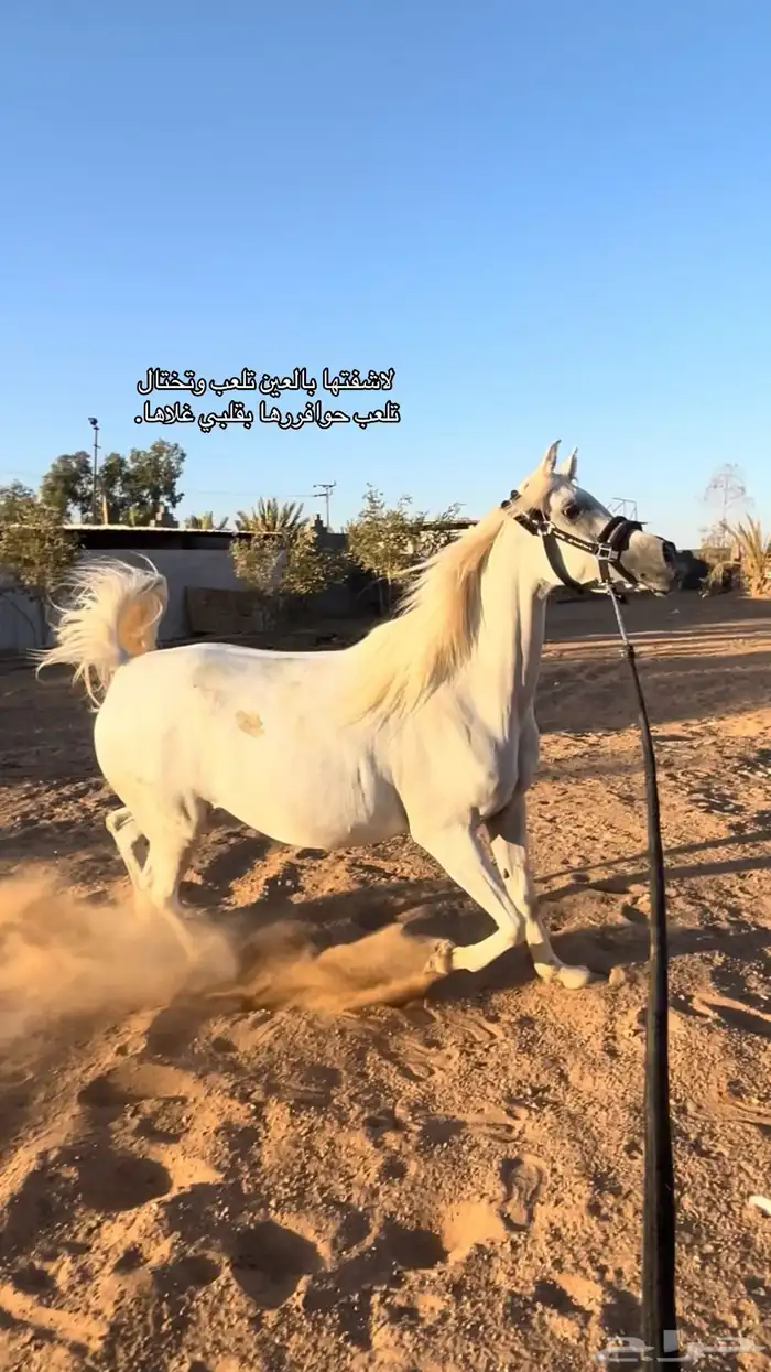 فرس واهو للبيع 0