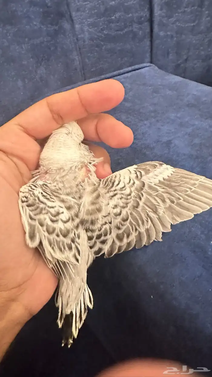 فروخ بادجي غر 51