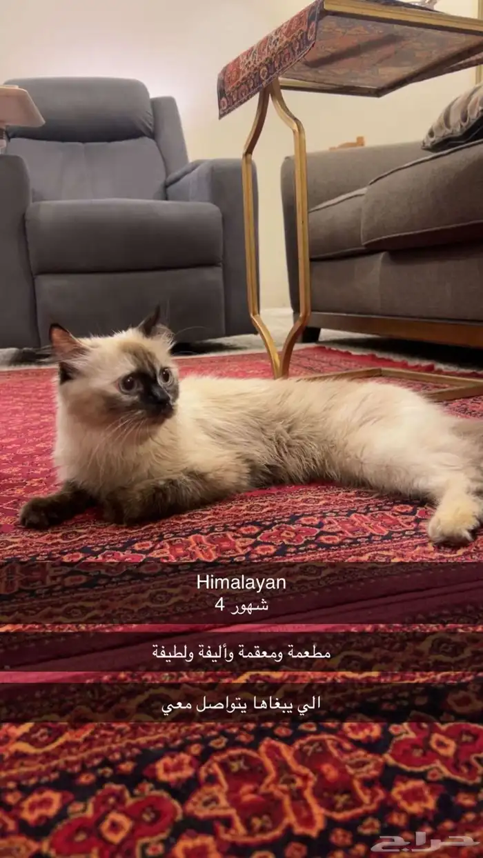 قطة للتبني 0
