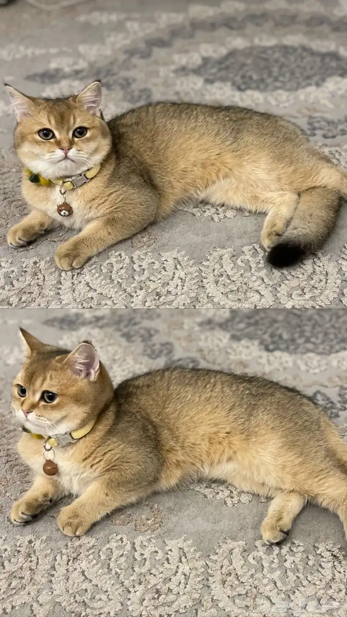 سكوتش بيور 8