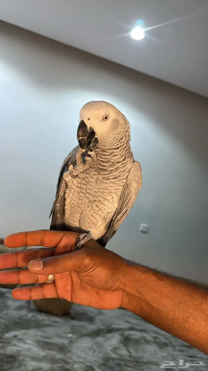كاسكو سوبر سوبر جامبو ثلجي 5