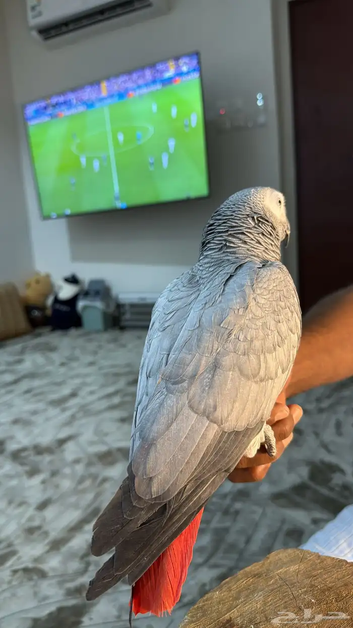 كاسكو سوبر سوبر جامبو ثلجي 4