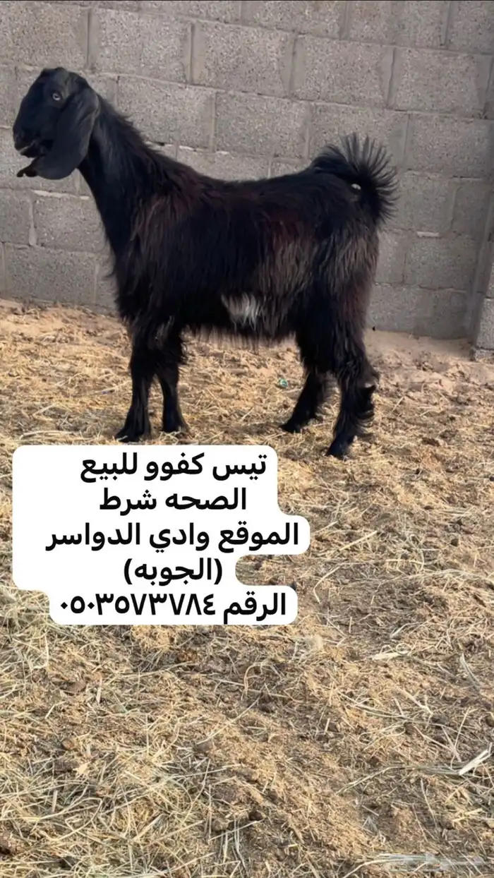 تيس للبيع كفوو 0