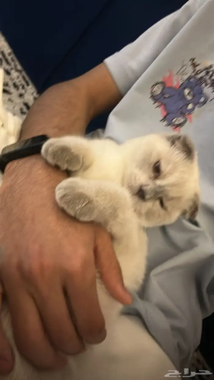 قطو سكوتش 2