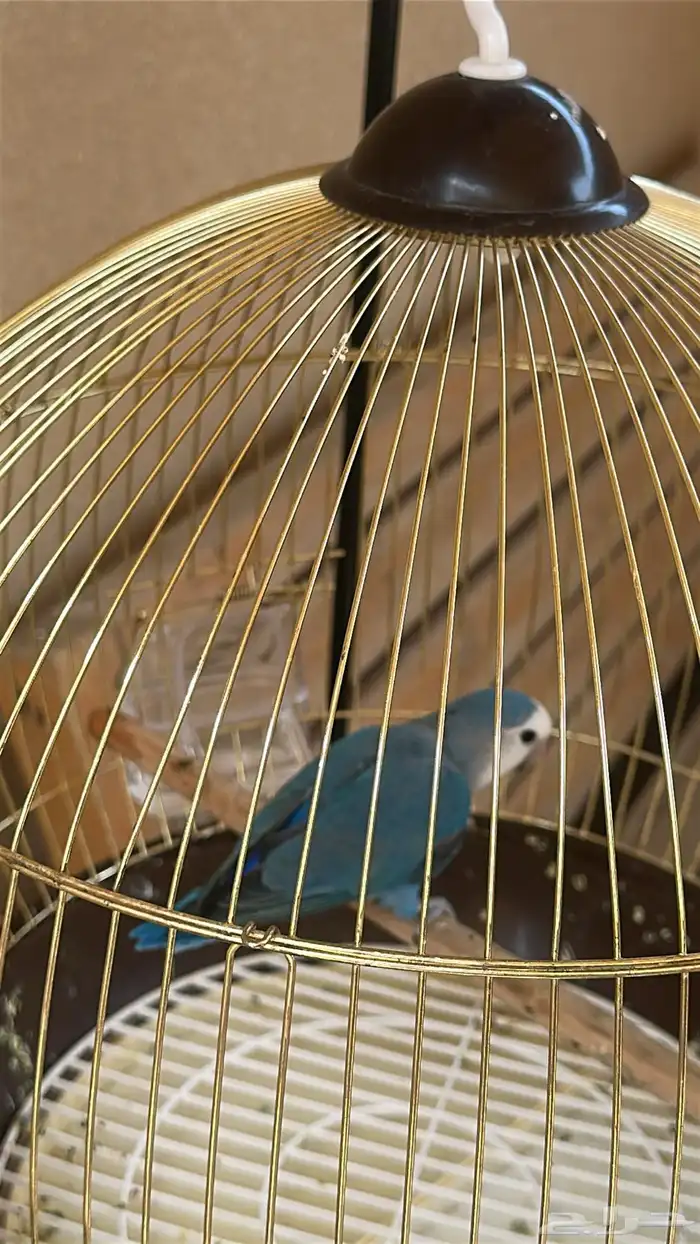 روز 1