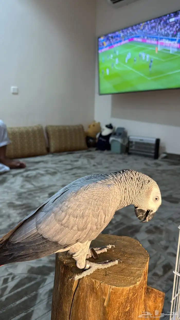 كاسكو سوبر سوبر جامبو ثلجي 0