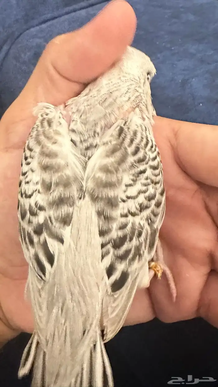 فروخ بادجي غر 52