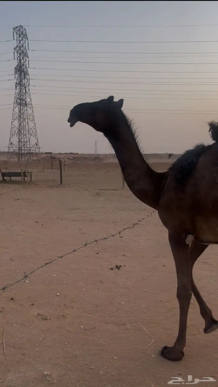 بكره مفروده مجهم للبيع 0