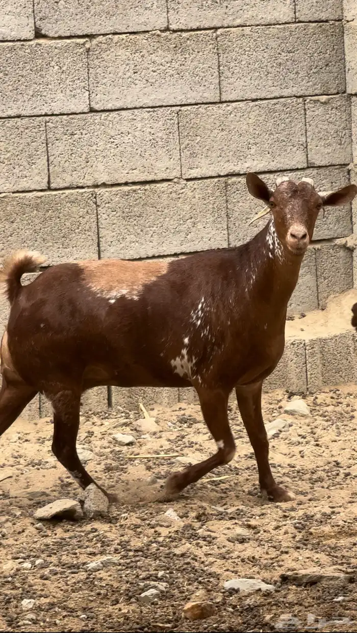 شاه سديس 1