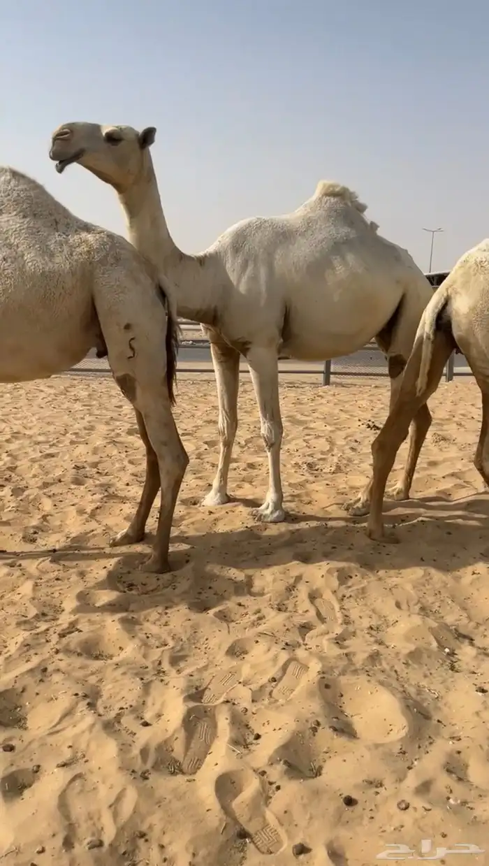 للبيع وضح ابكير لقح طيبه جدااا 2