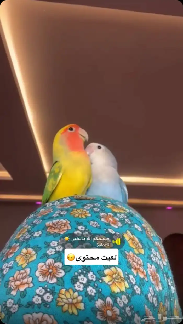 طيور ببغاء روز 0