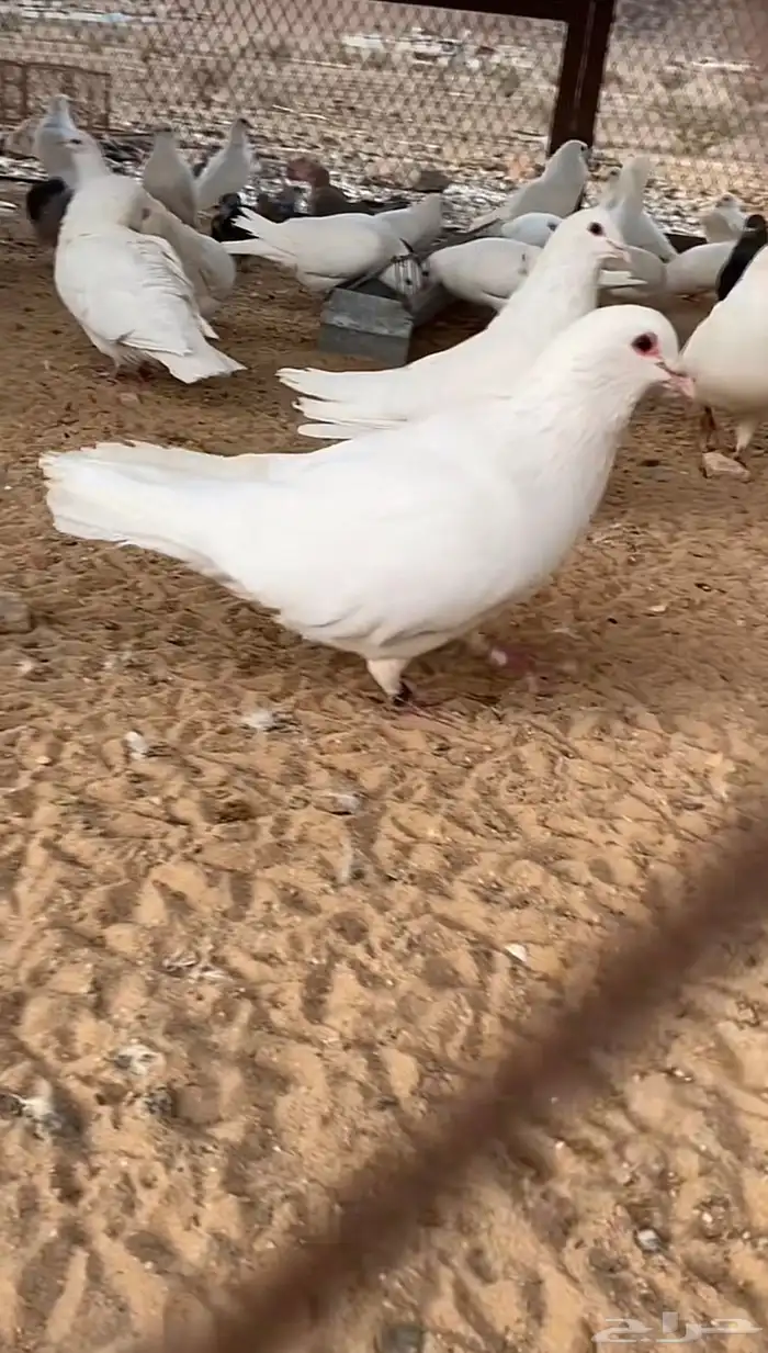مطلووب حمام فرنسي لاحم او زاجل 0