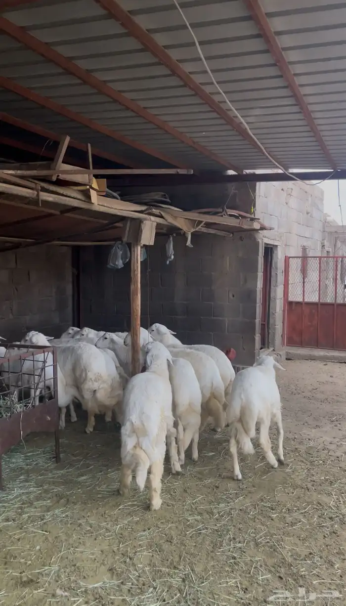 خرفان مبادي كفو نظاف للبيع الحرجه 6