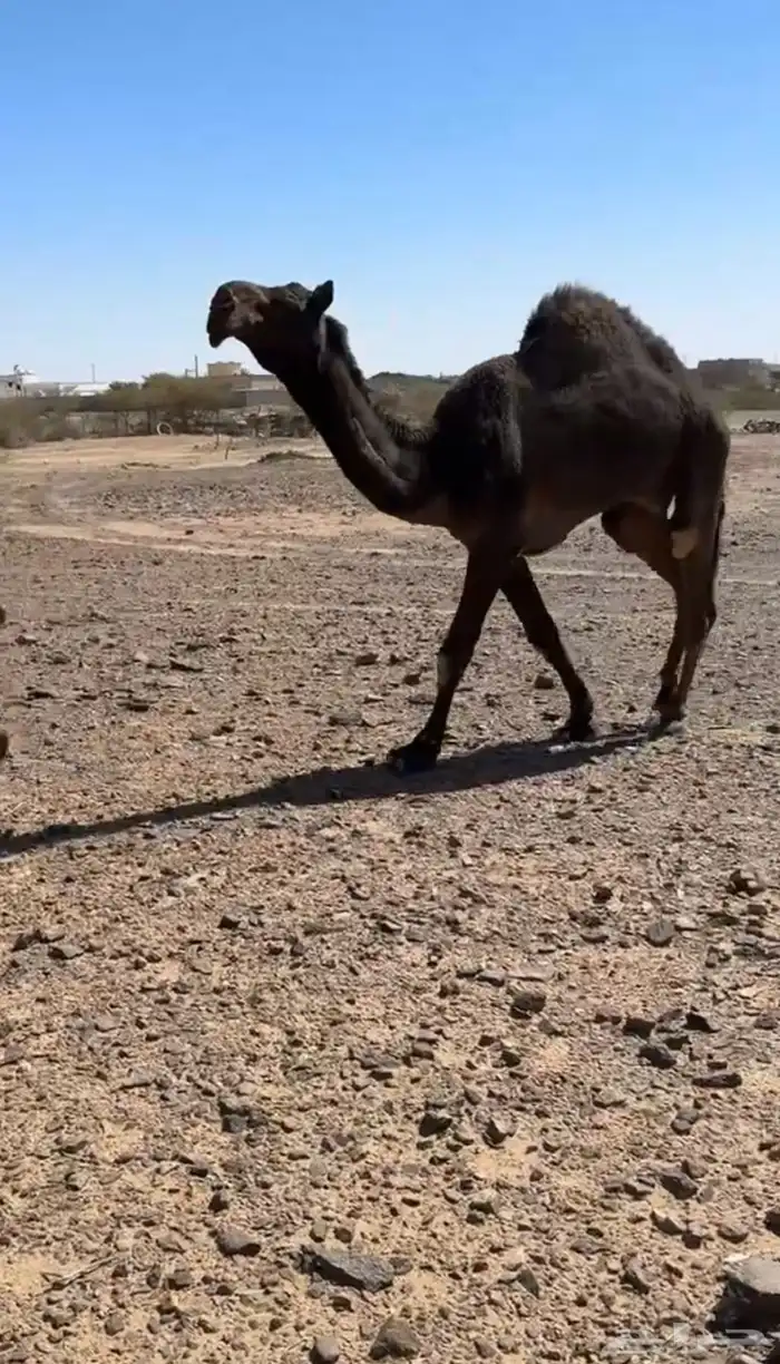 قعود مجهم 0
