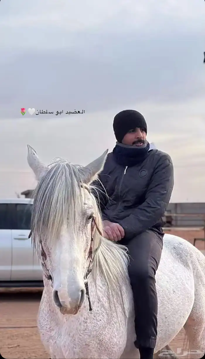 حصان جزيري 1