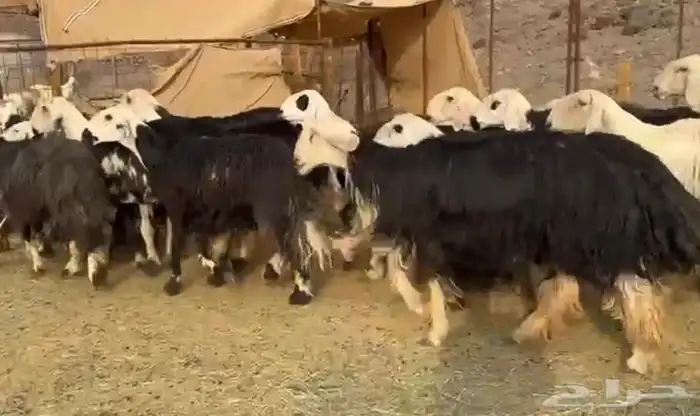 نجد صنف مراح 3