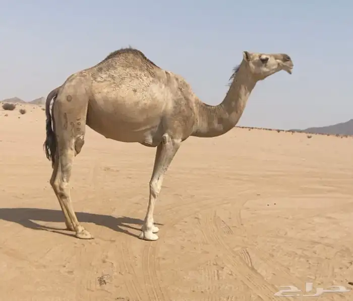 لقحه كفووو طيبه لها 7شهور في القاح 0