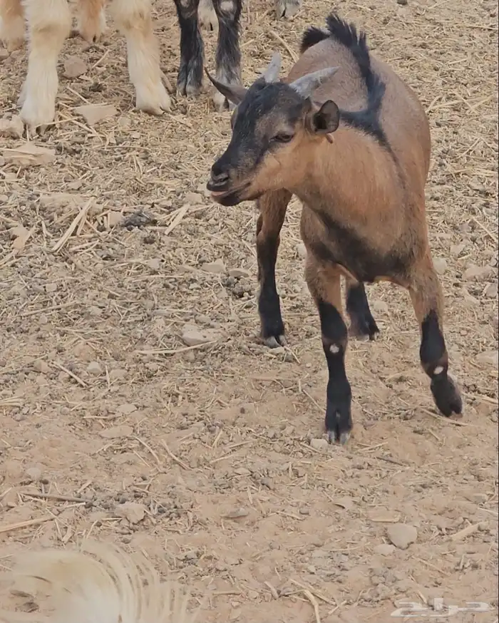 ماعز 0