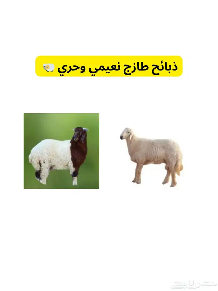 غنم 0
