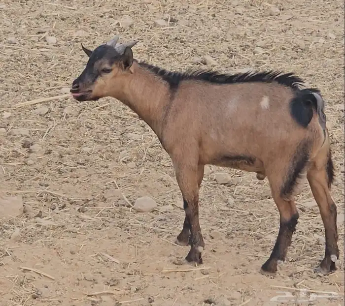 ماعز 3