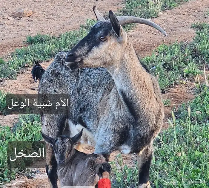 ماعز 2