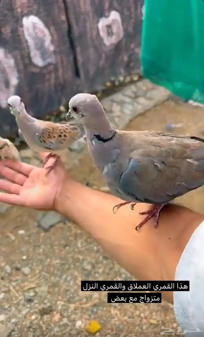 طبة قمري 6