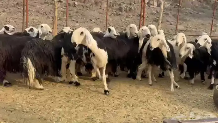 نجد صنف مراح 7
