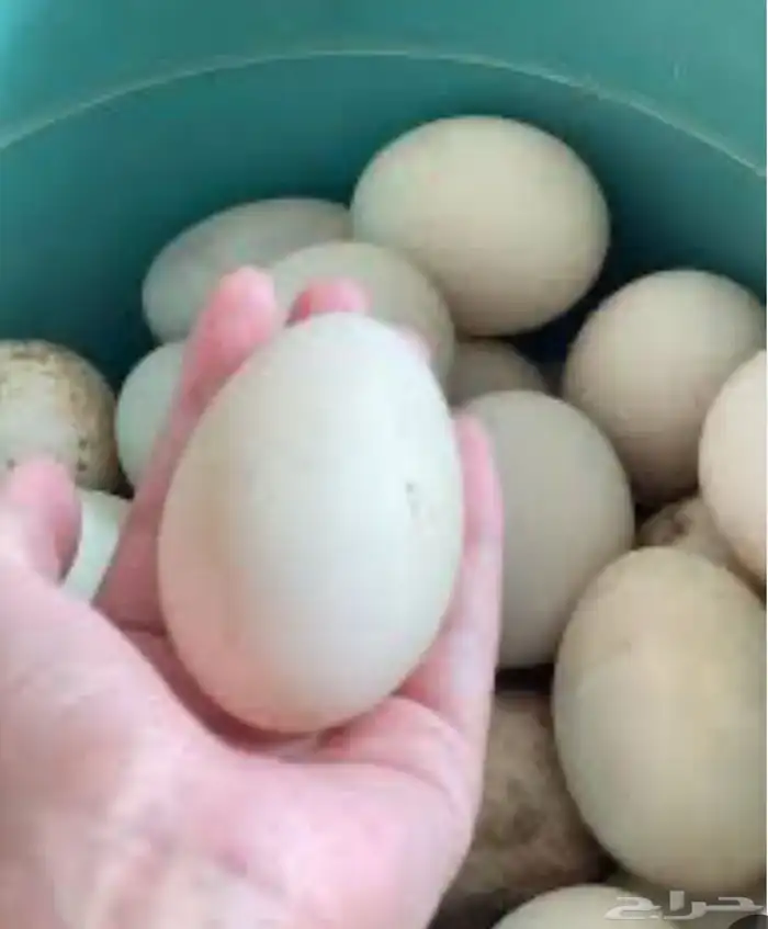 ازواج بط بكيني - صيصان بط بكيني - بيض بط بكيني 0