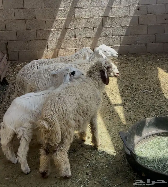 طليان للبيع 4