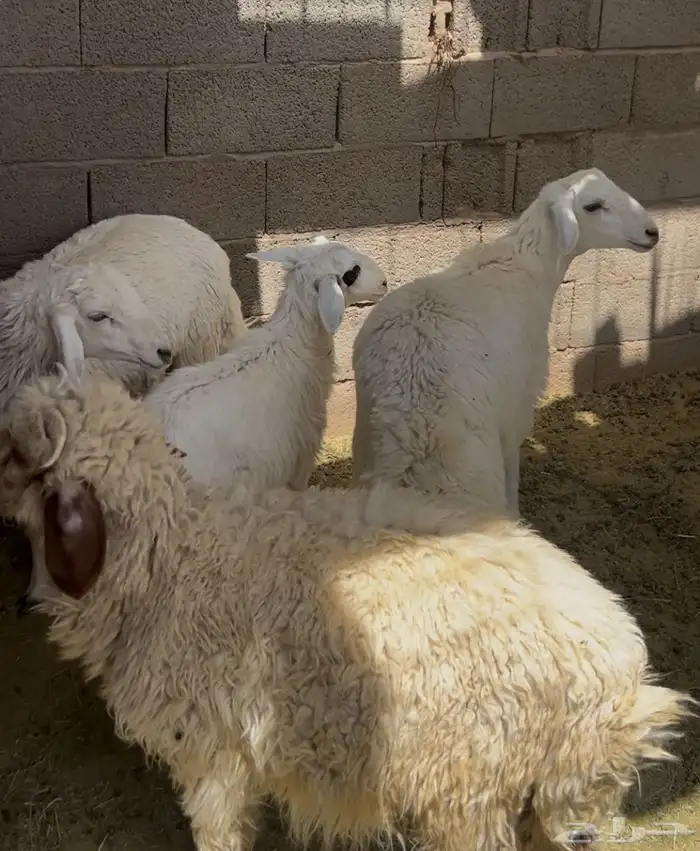 طليان للبيع 3