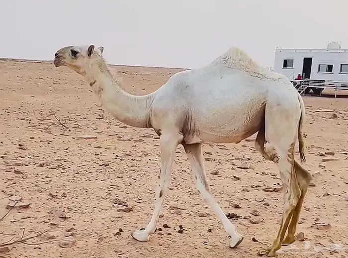 بكره رمانيه كفو فرديه 1