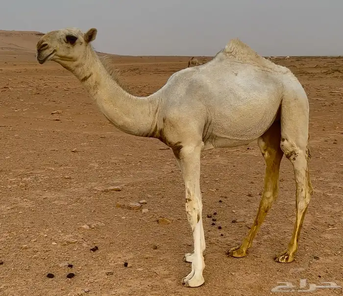 بكره رمانيه كفو فرديه 0