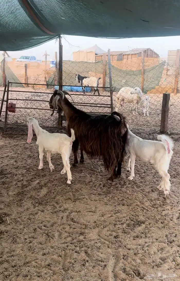 عنز 0
