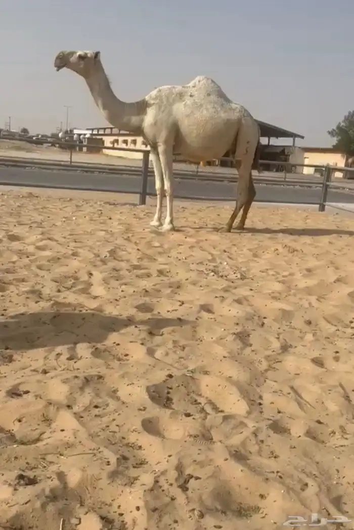للبيع وضح ابكير لقح طيبه جدااا 0