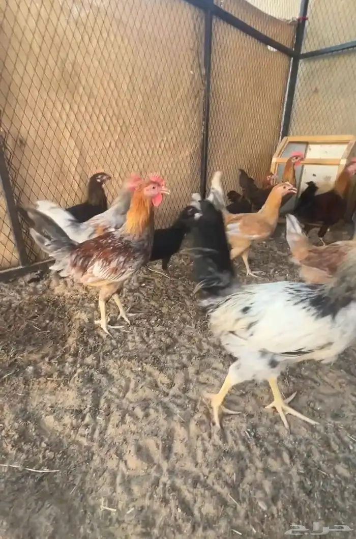 للبيع دجاج عربي وباكستاني وفروخ دجاج الموقع مشله 3