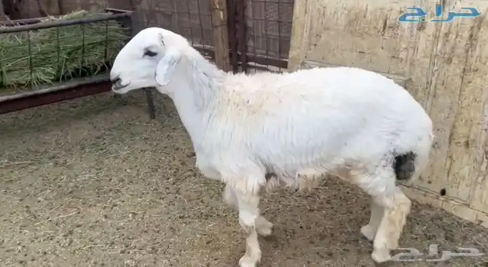 للبيع خروف حري فل الفل شحم 0