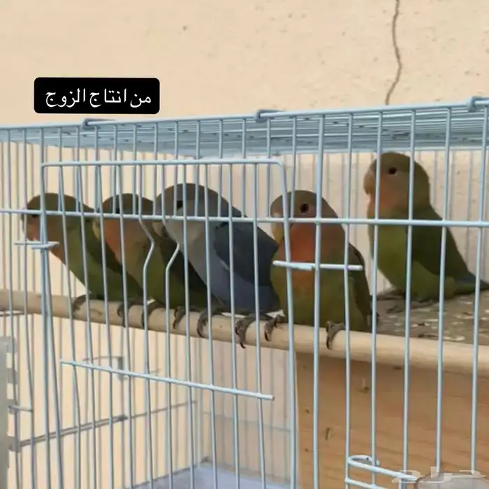 للبيع زوج طيور روز منتج 6