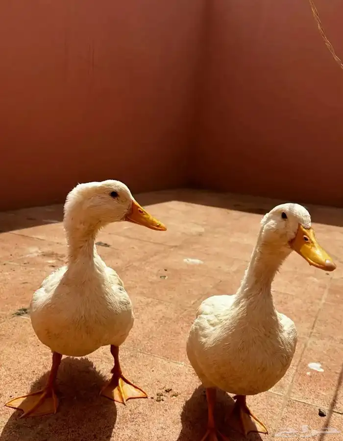 بطه بط للبيع 2