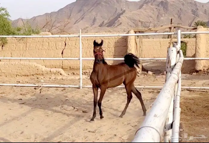 فرس شعبيه كفو 1