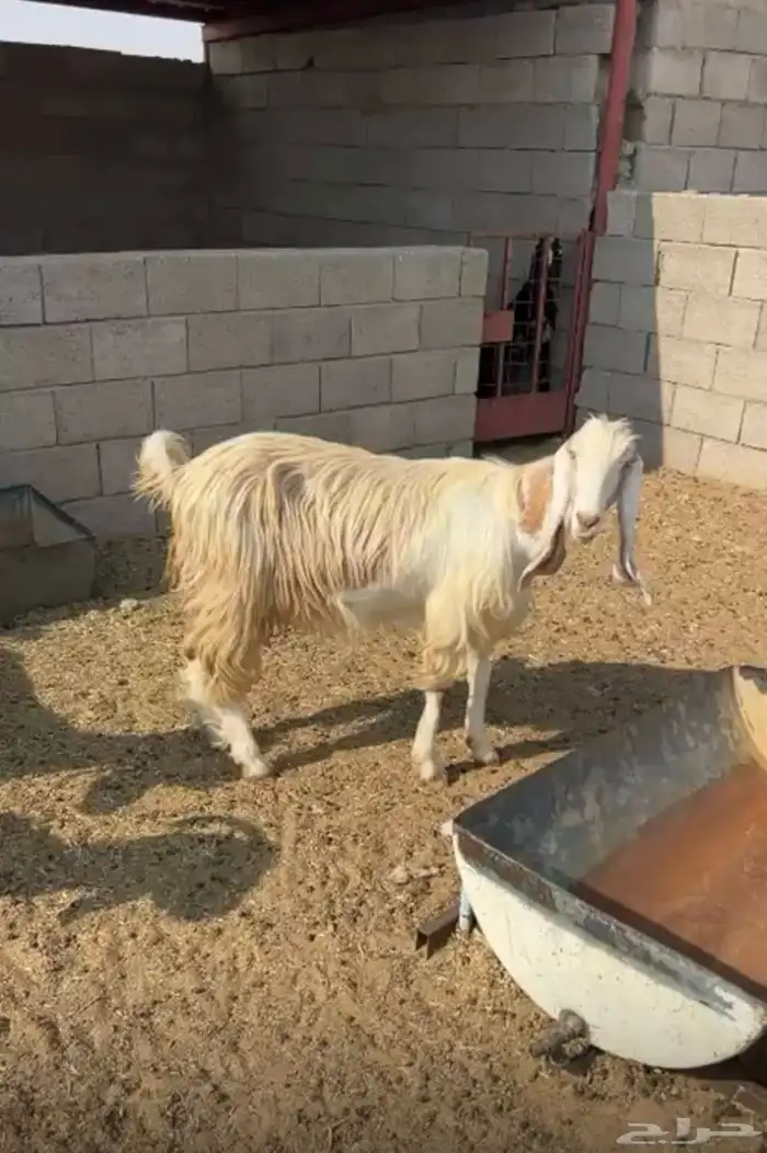 معزا للبيع 7