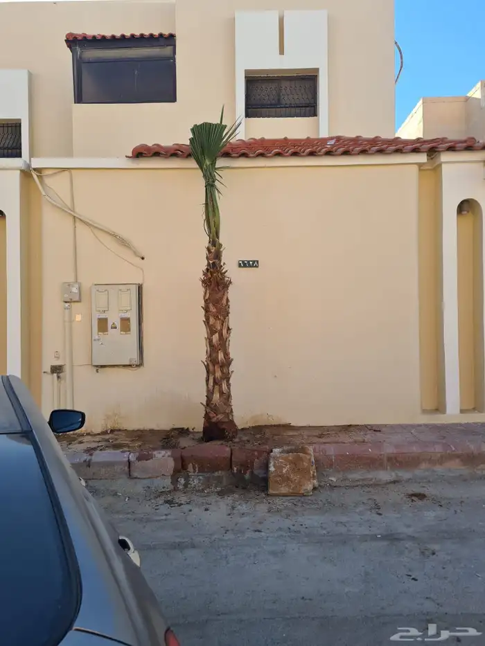 نخل واشنطوني للبيع 6